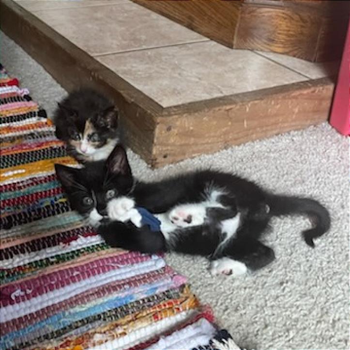 Enlarge Bruno, a Adoptable Domestic Short Hair in Hailey, ID image 5/6