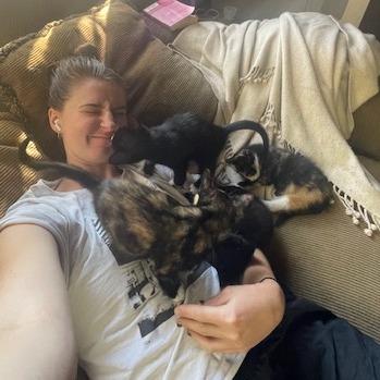 Enlarge Bruno, a Adoptable Domestic Short Hair in Hailey, ID image 6/6