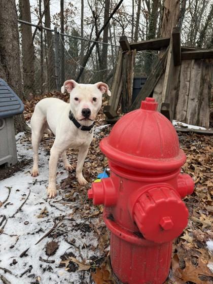 Enlarge Lotto, a Adoptable Mixed Breed in West Chester, PA image 1/3