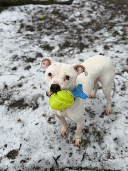 Enlarge Lotto, a Adoptable Mixed Breed in West Chester, PA image 2/3