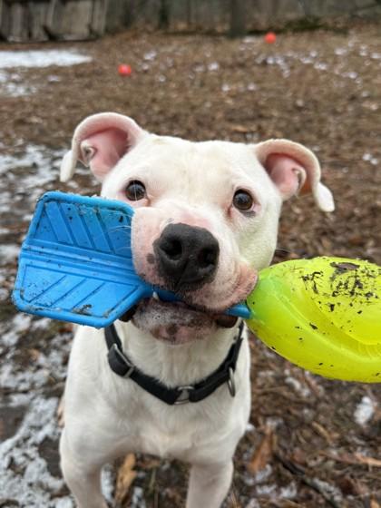 Enlarge Lotto, a Adoptable Mixed Breed in West Chester, PA image 3/3