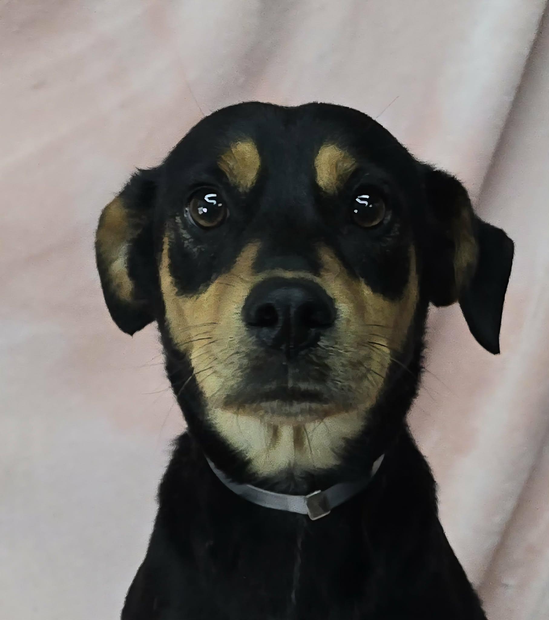 Enlarge Princess Rooney, an adopted mixed breed in Newport, TN image 3/3