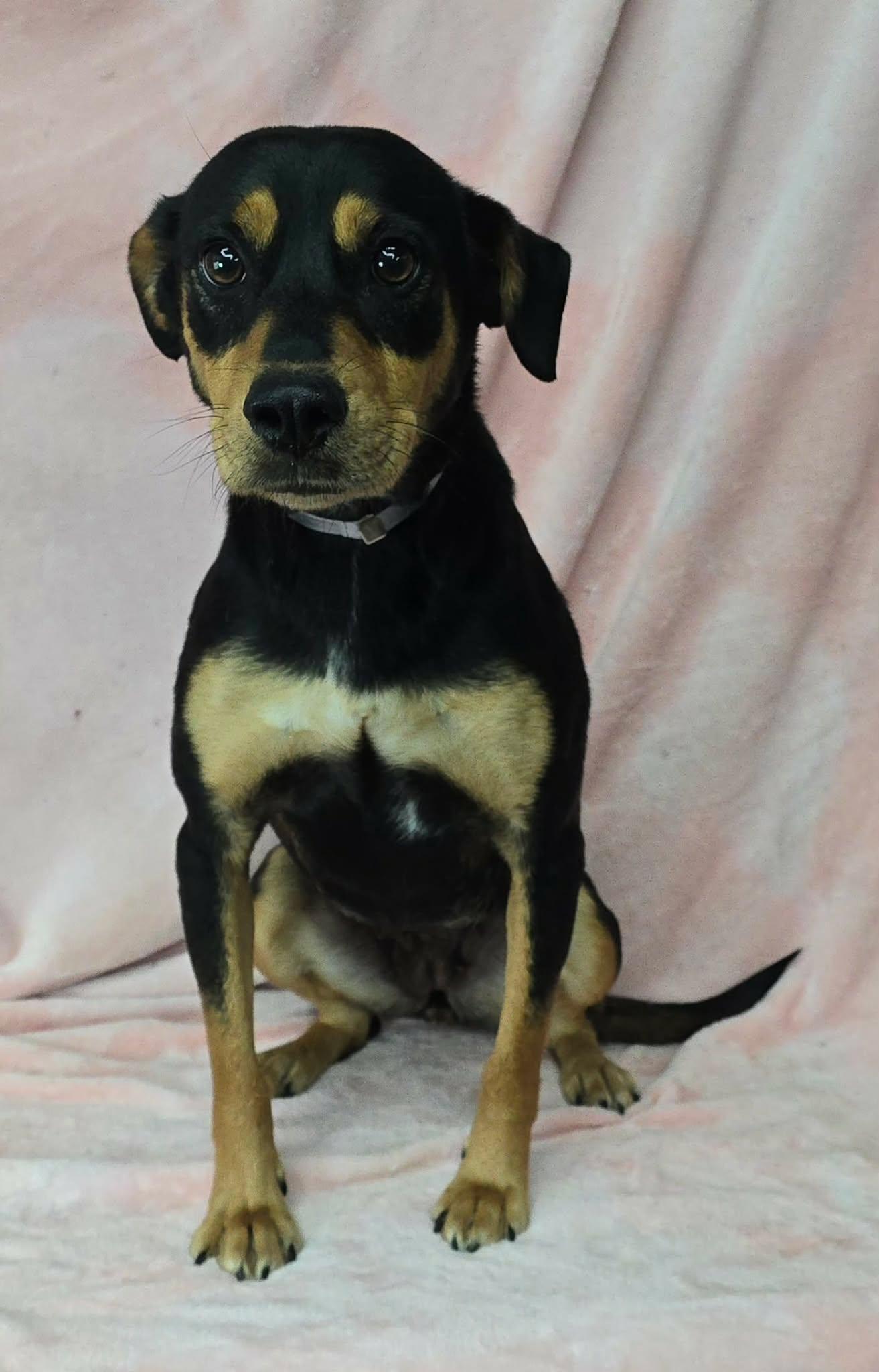 Enlarge Princess Rooney, an adopted mixed breed in Newport, TN image 2/3