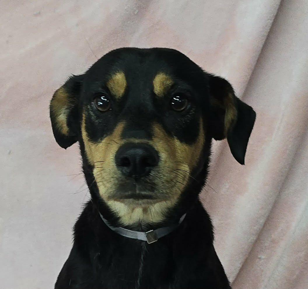 Enlarge Princess Rooney, an adopted mixed breed in Newport, TN image 1/3