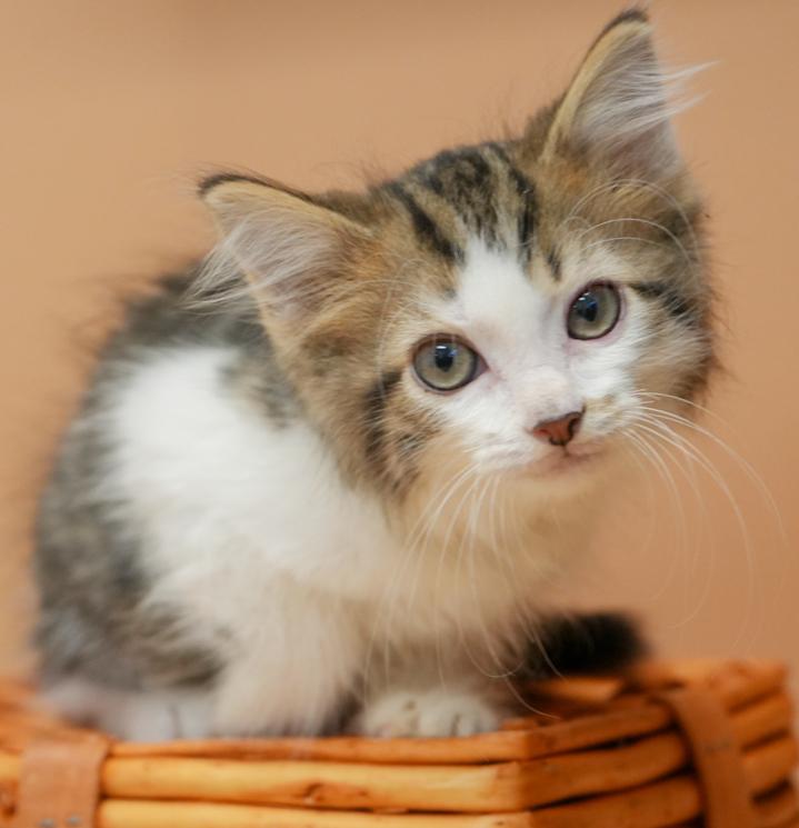 Linkin' P is so darn sweet and look at his sweet face!  SO CUTE and FLOOFY!