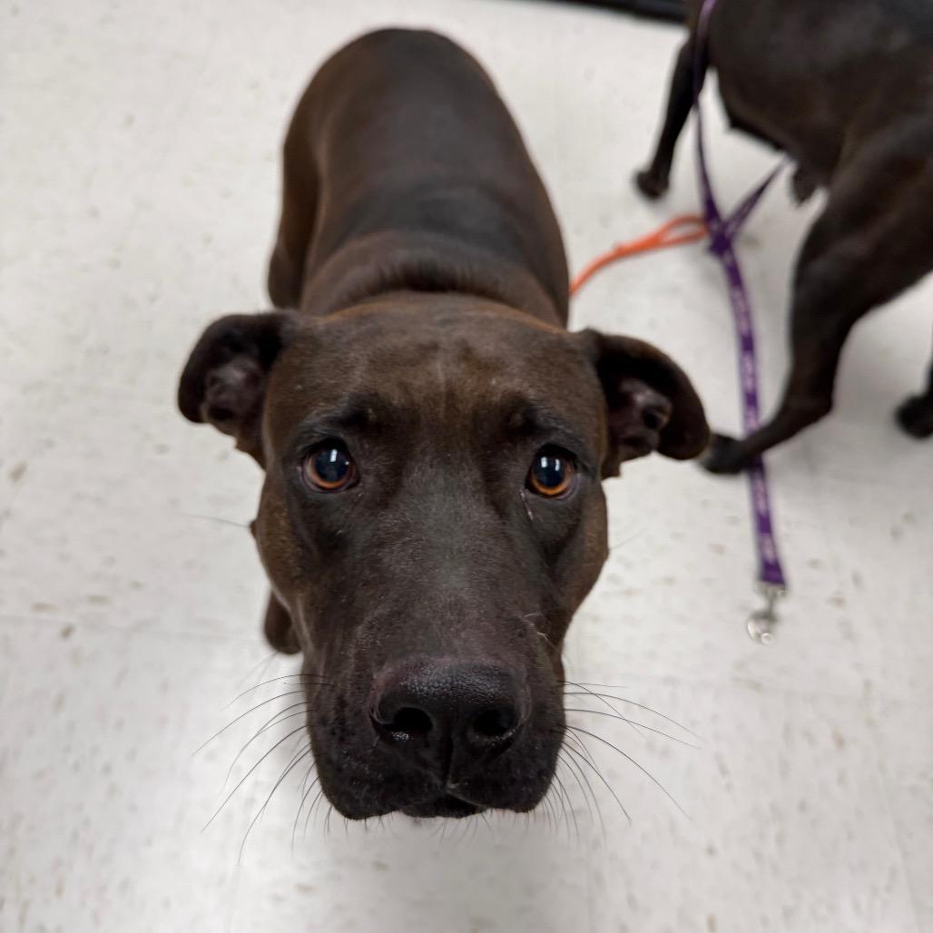 Rosa, Adoptable, Adult Female Labrador Retriever.