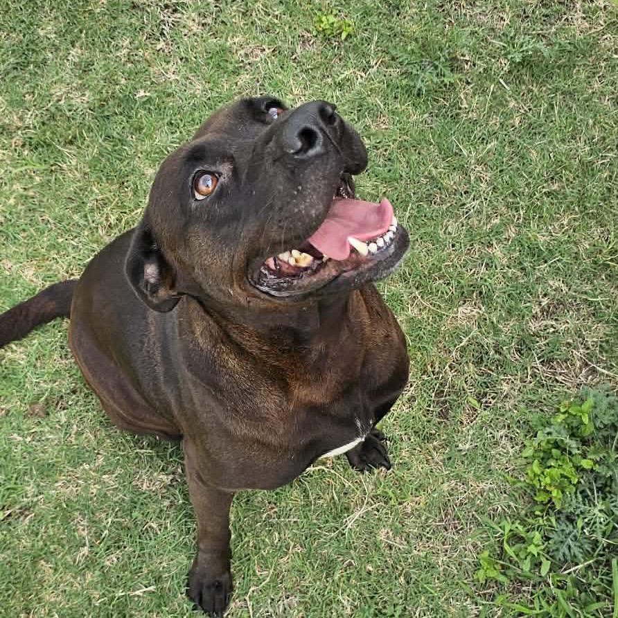 Enlarge Rosa, a Adoptable Labrador Retriever in Portland, TX image 2/6