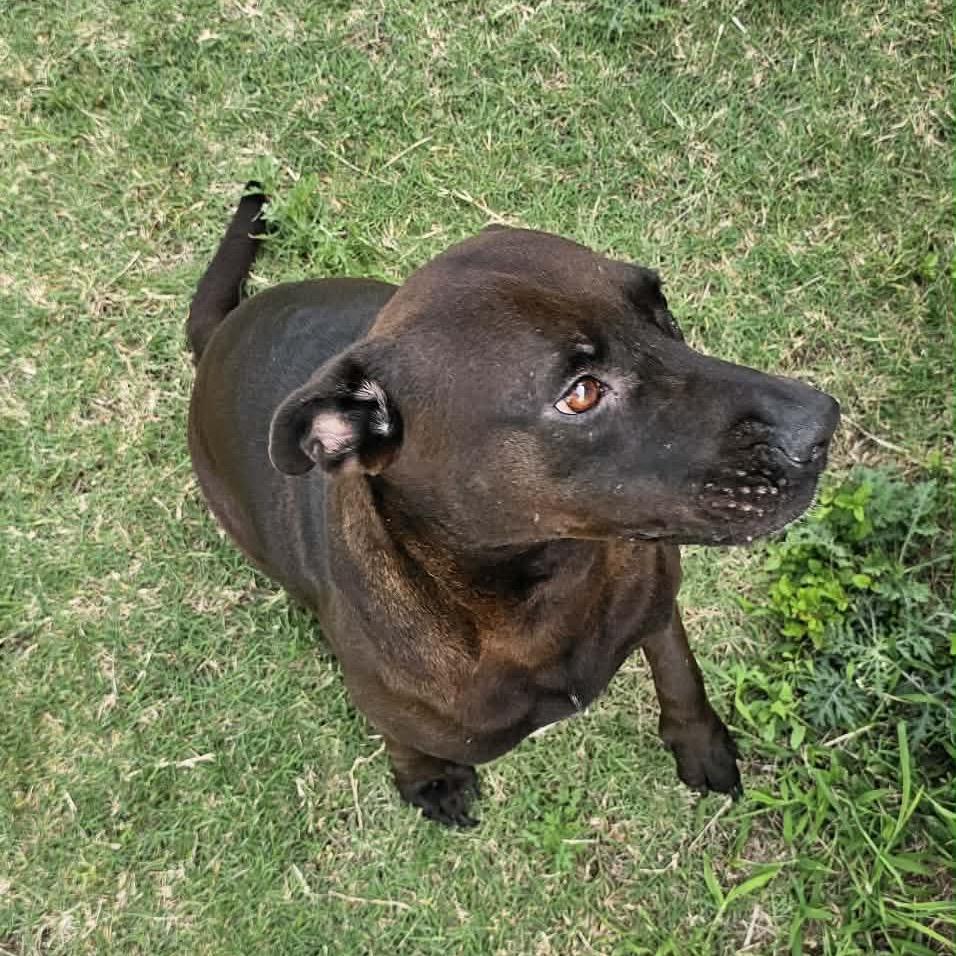 Enlarge Rosa, a Adoptable Labrador Retriever in Portland, TX image 3/6