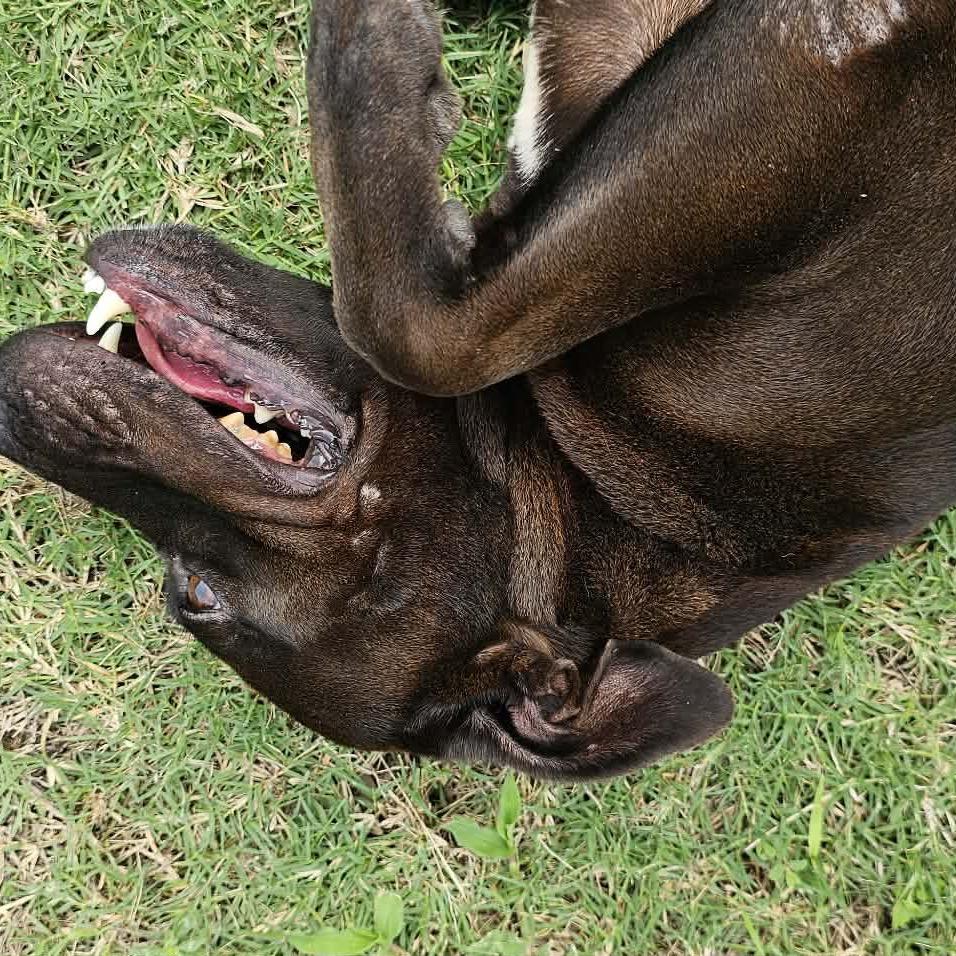 Enlarge Rosa, a Adoptable Labrador Retriever in Portland, TX image 4/6