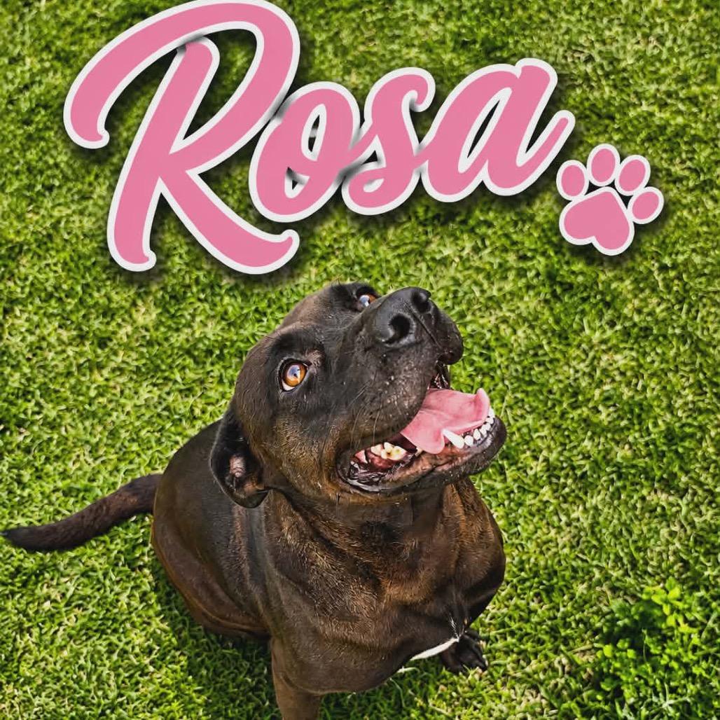 Enlarge Rosa, a Adoptable Labrador Retriever in Portland, TX image 5/6