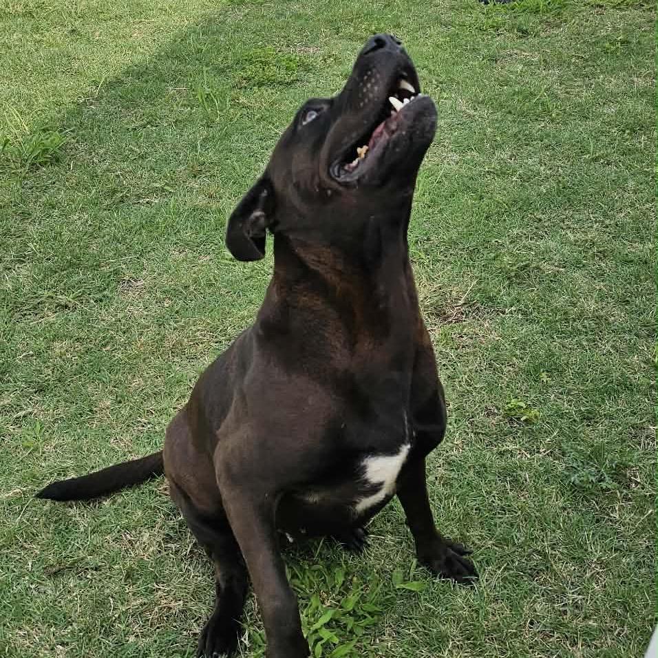 Enlarge Rosa, a Adoptable Labrador Retriever in Portland, TX image 6/6