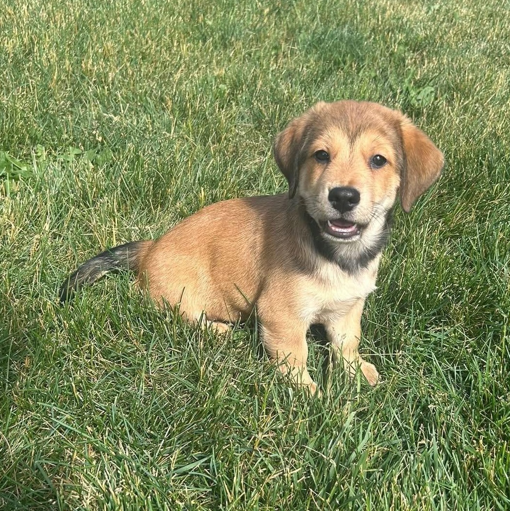 Forky, ADOPTABLE, Puppy Male Australian Shepherd.