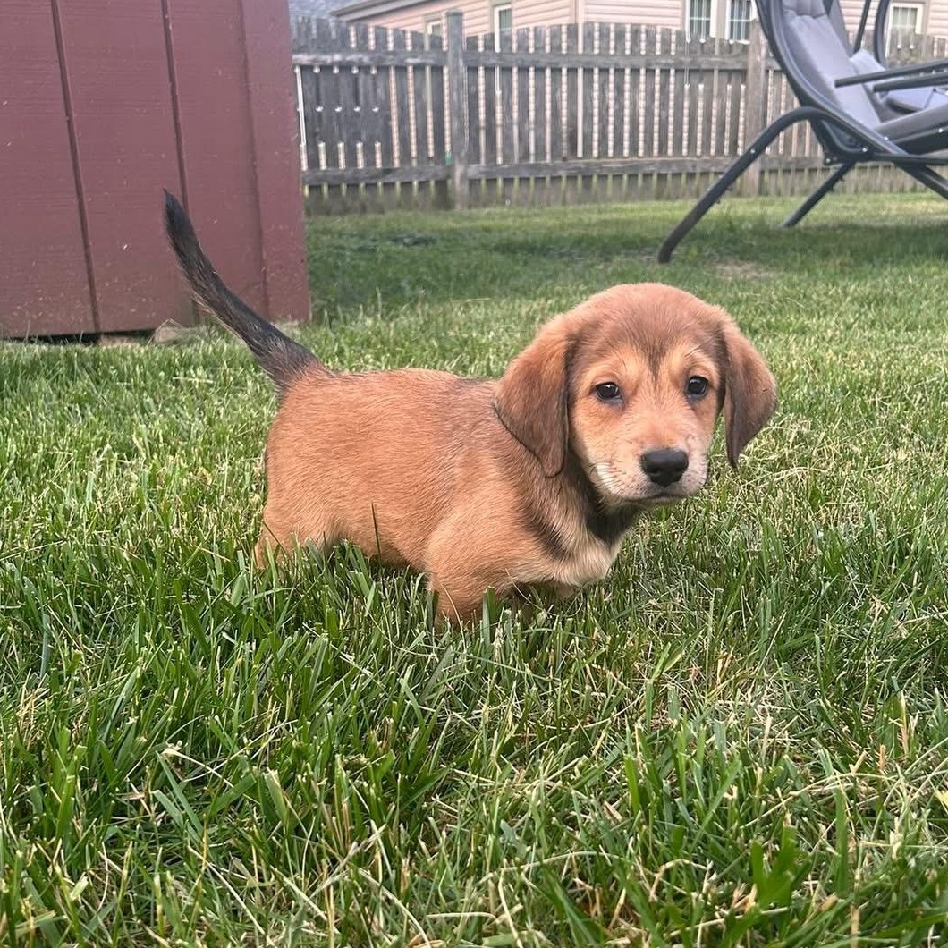 Enlarge Forky, a ADOPTABLE mixed breed in McHenry, IL image 2/2
