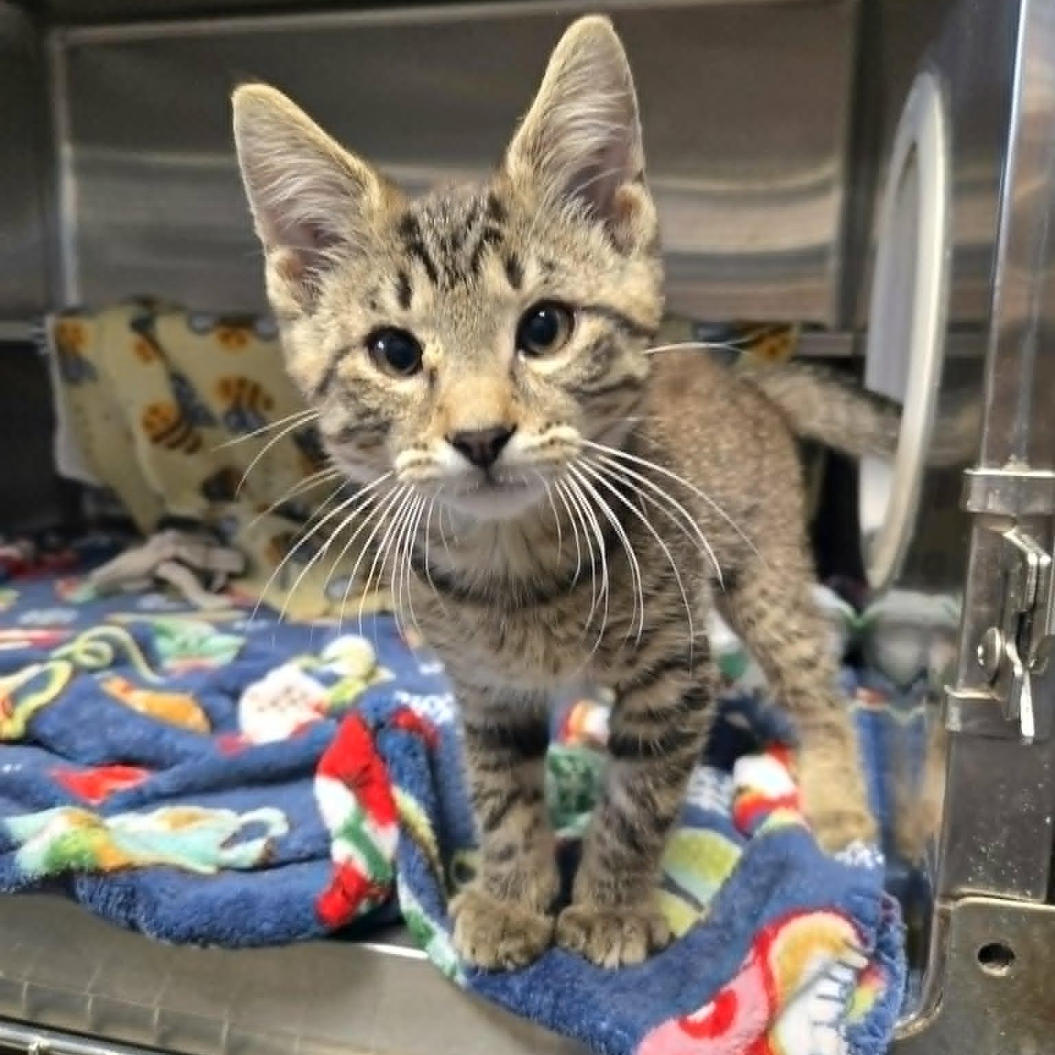 John Cena, Adopted, Kitten Male Domestic Short Hair.