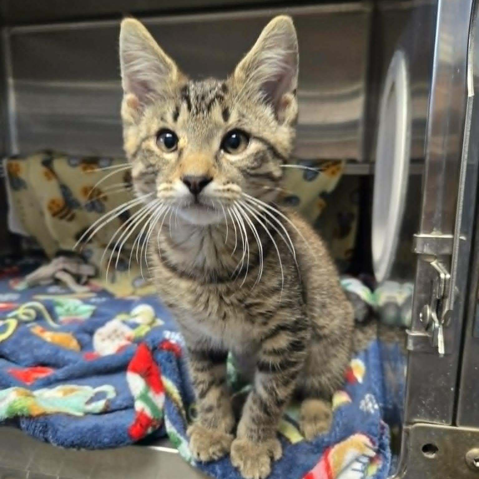 Enlarge John Cena, a Adopted Domestic Short Hair in Watertown, WI image 2/2