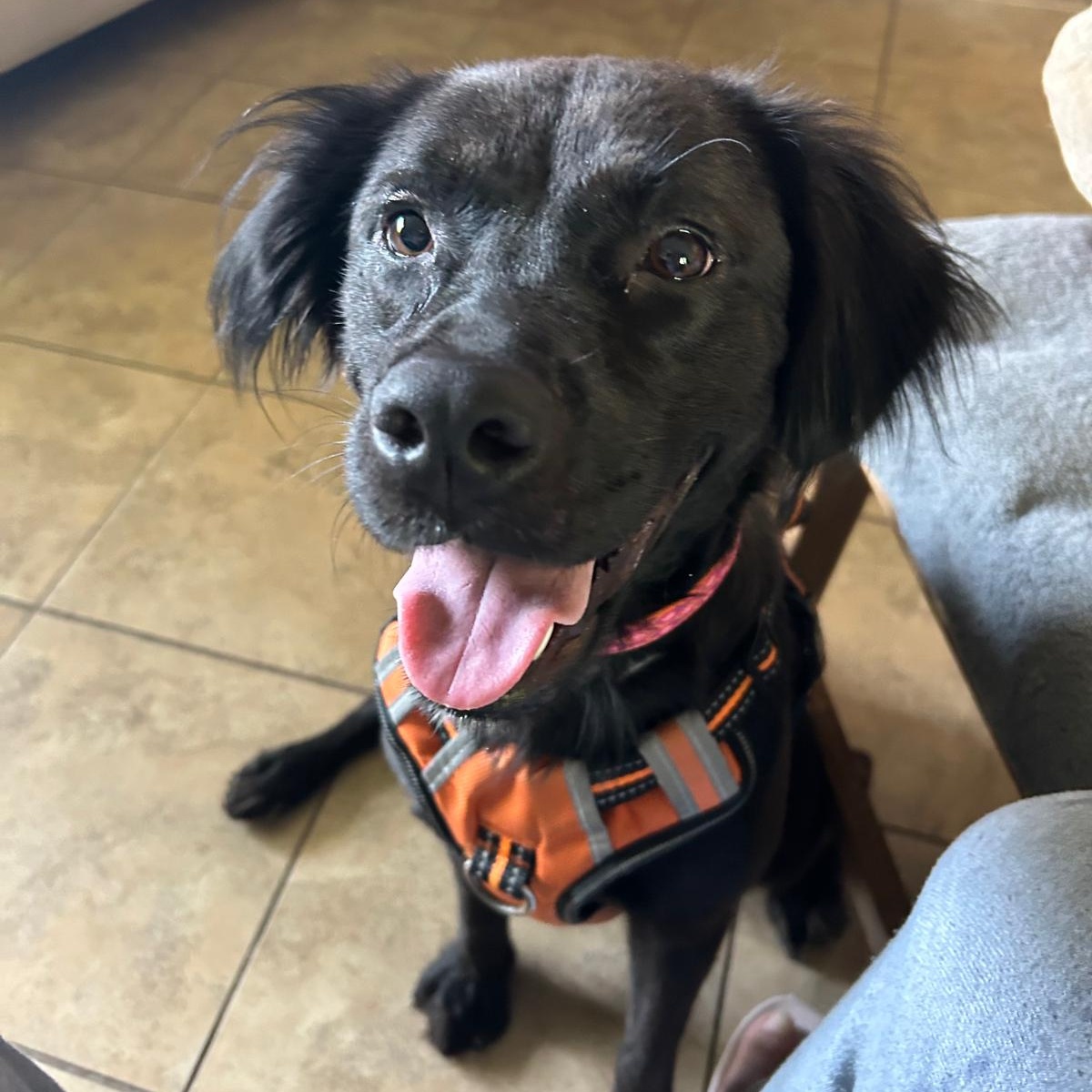 Dog for adoption Fanny Pack, an English Springer Spaniel in Orlando