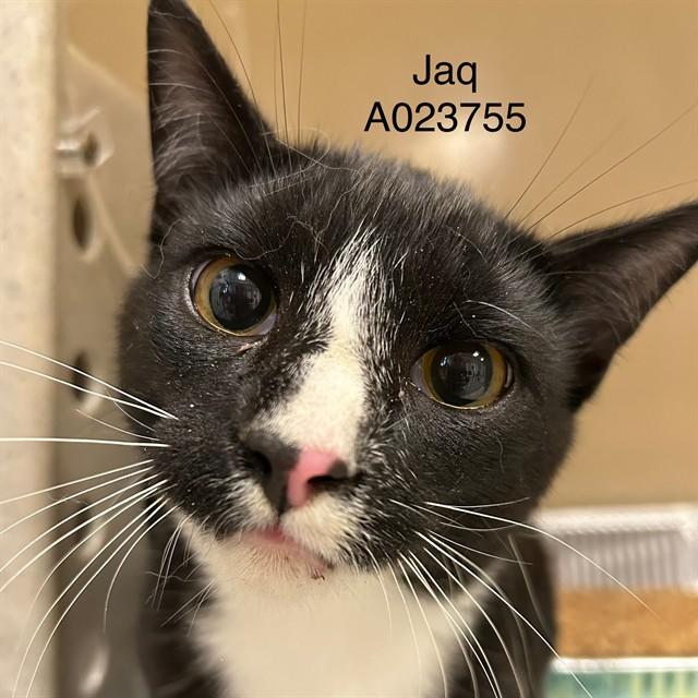 JAQ, Adoptable, Young Male Domestic Short Hair.