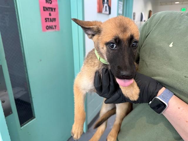 TATER TOT, Adoptable, Puppy Female Belgian Shepherd / Malinois & Mixed Breed.
