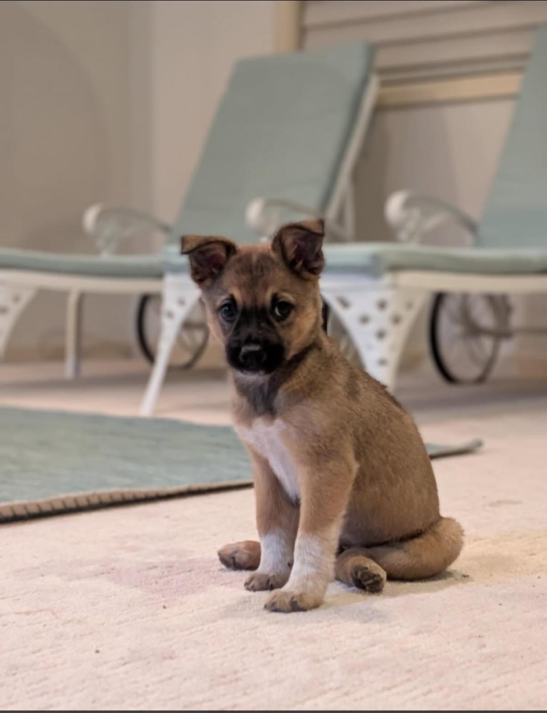 Enlarge Sophie, a ADOPTABLE mixed breed in Plattsmouth, NE image 4/4