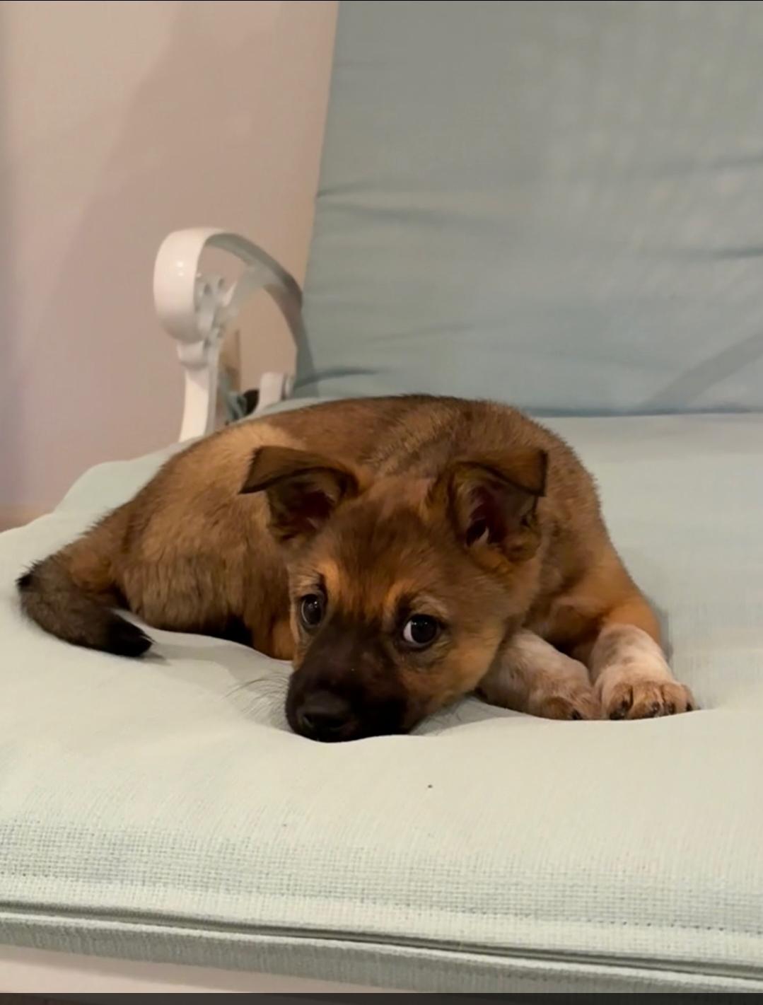 Enlarge Sophie, a ADOPTABLE mixed breed in Plattsmouth, NE image 1/4