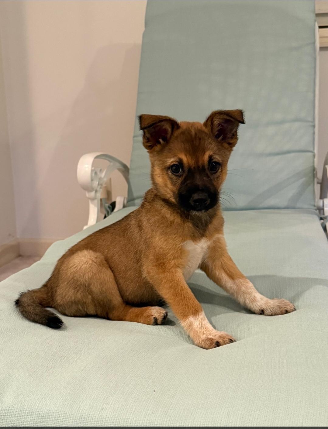 Enlarge Sophie, a ADOPTABLE mixed breed in Plattsmouth, NE image 3/4