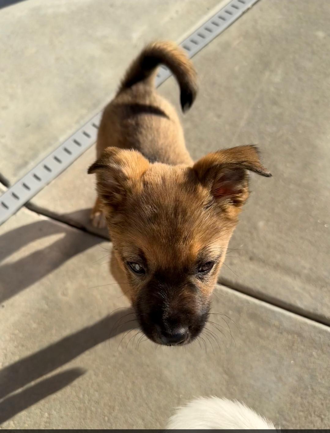 Enlarge Sophie, a ADOPTABLE mixed breed in Plattsmouth, NE image 2/4
