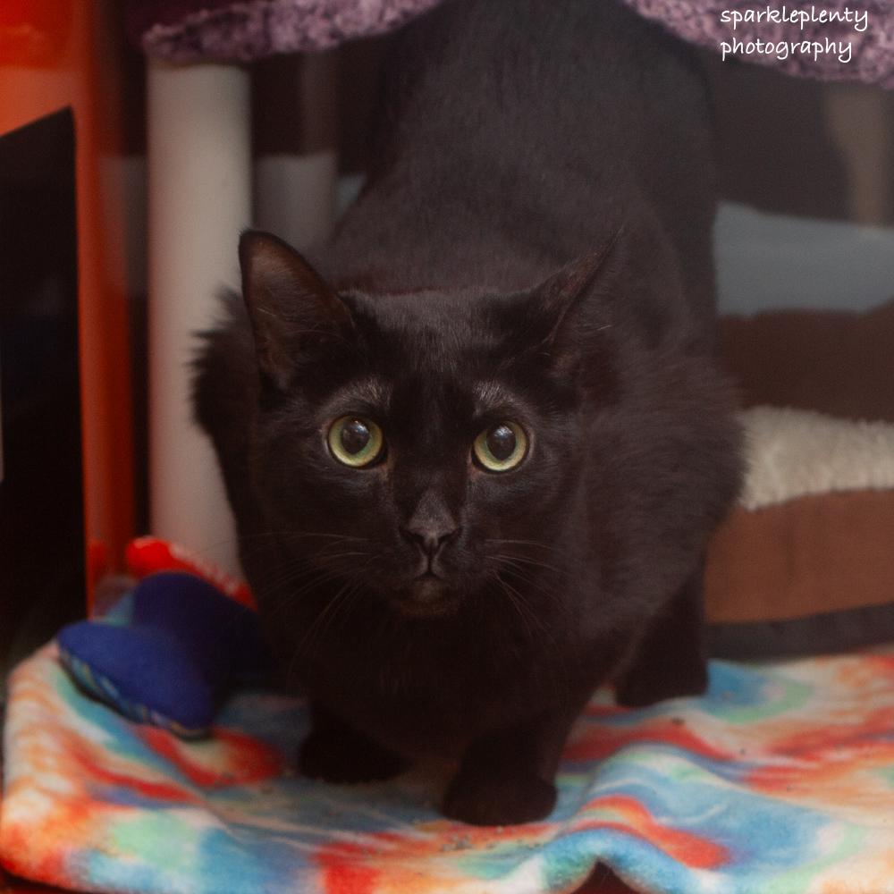 Harry, an adoptable Domestic Short Hair in Ridgefield, CT image 3/5