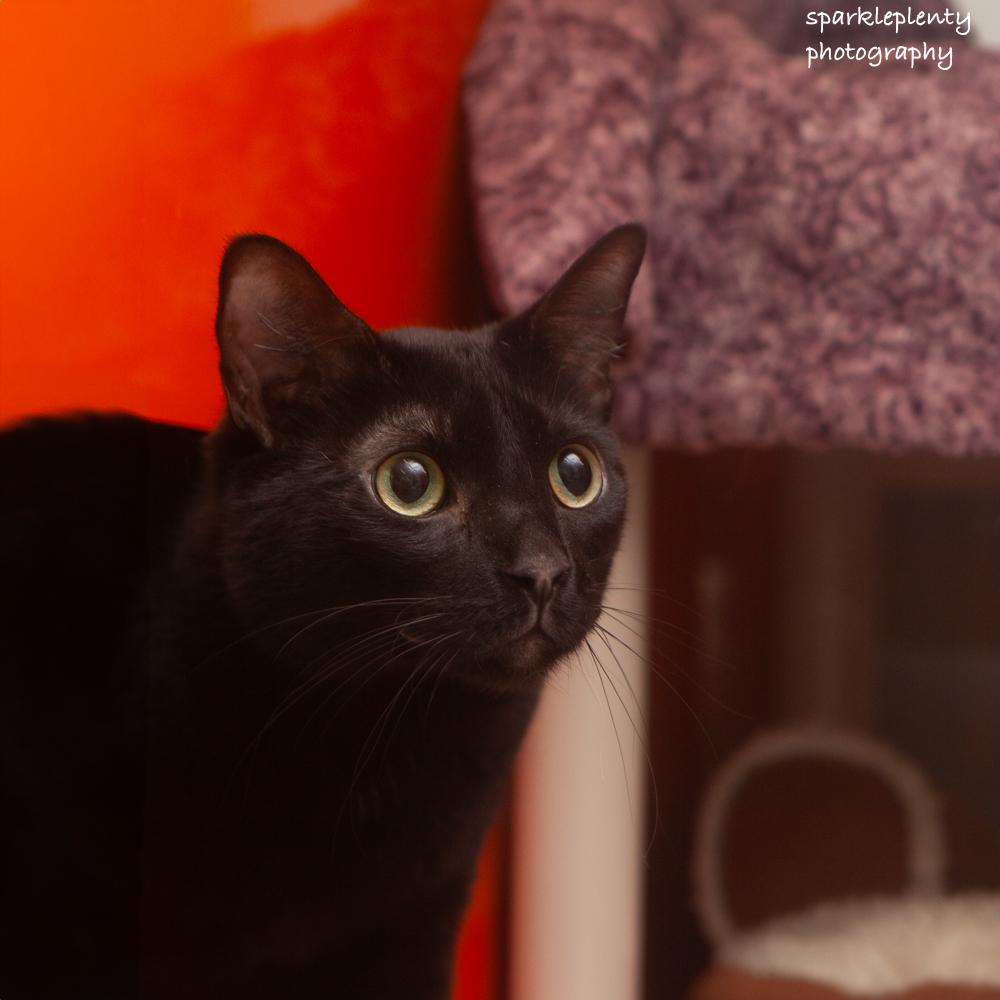 Harry, an adoptable Domestic Short Hair in Ridgefield, CT image 4/5