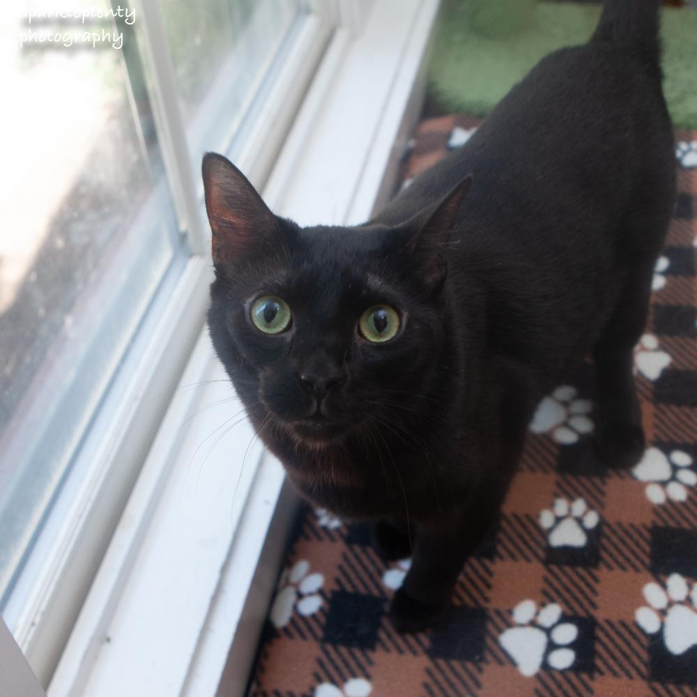 Harry, adoptable, Adult Male Domestic Short Hair.