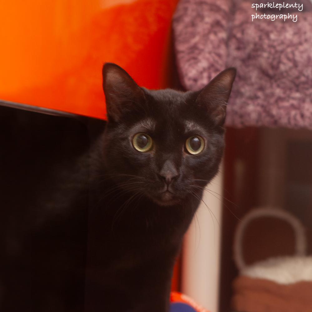 Harry, an adoptable Domestic Short Hair in Ridgefield, CT image 5/5