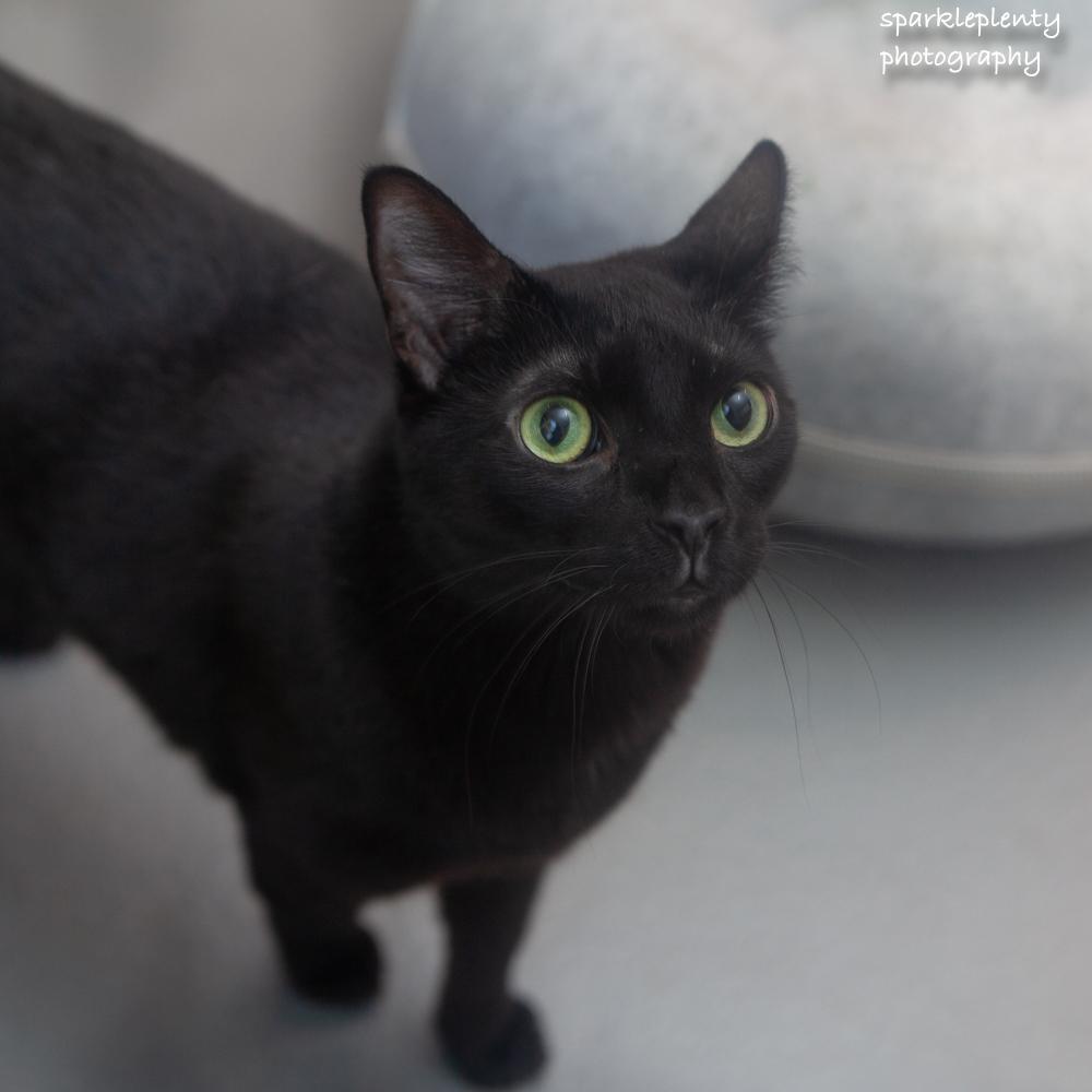 Harry, an adoptable Domestic Short Hair in Ridgefield, CT image 2/5