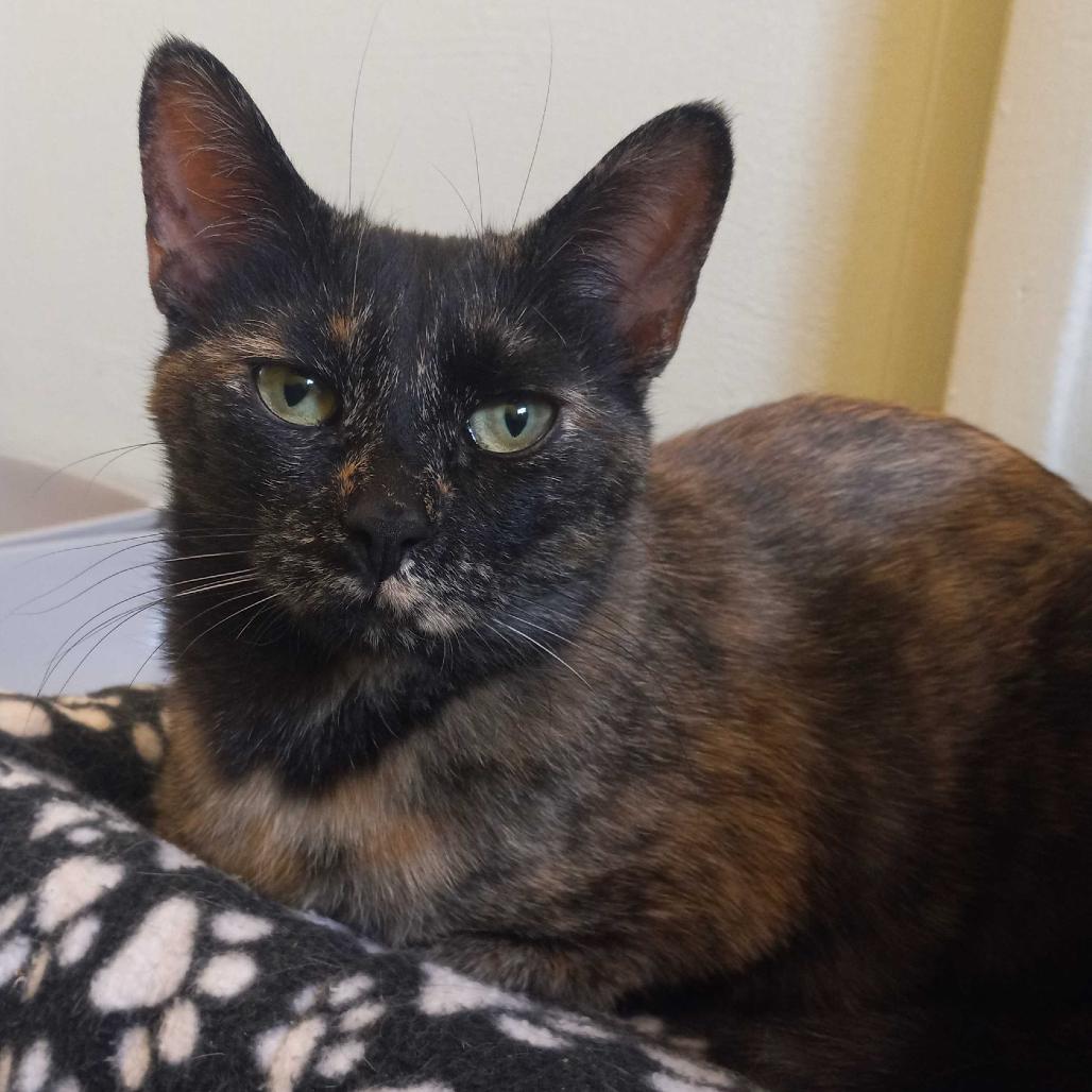 Scoot New Mexico, Adoptable, Adult Female Domestic Short Hair.