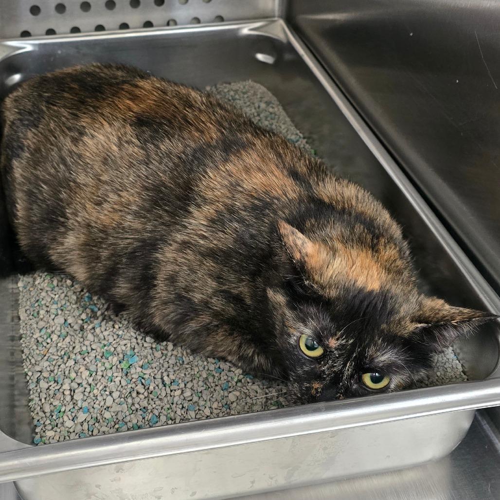 Scoot New Mexico, a Adoptable Domestic Short Hair in Denver, CO image 2/6