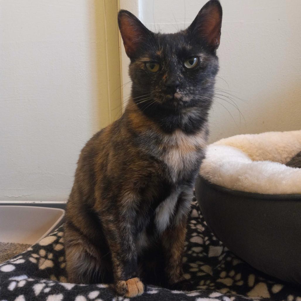 Scoot New Mexico, a Adoptable Domestic Short Hair in Denver, CO image 3/6