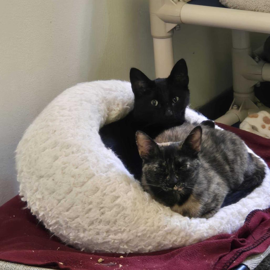 Scoot New Mexico, a Adoptable Domestic Short Hair in Denver, CO image 4/6