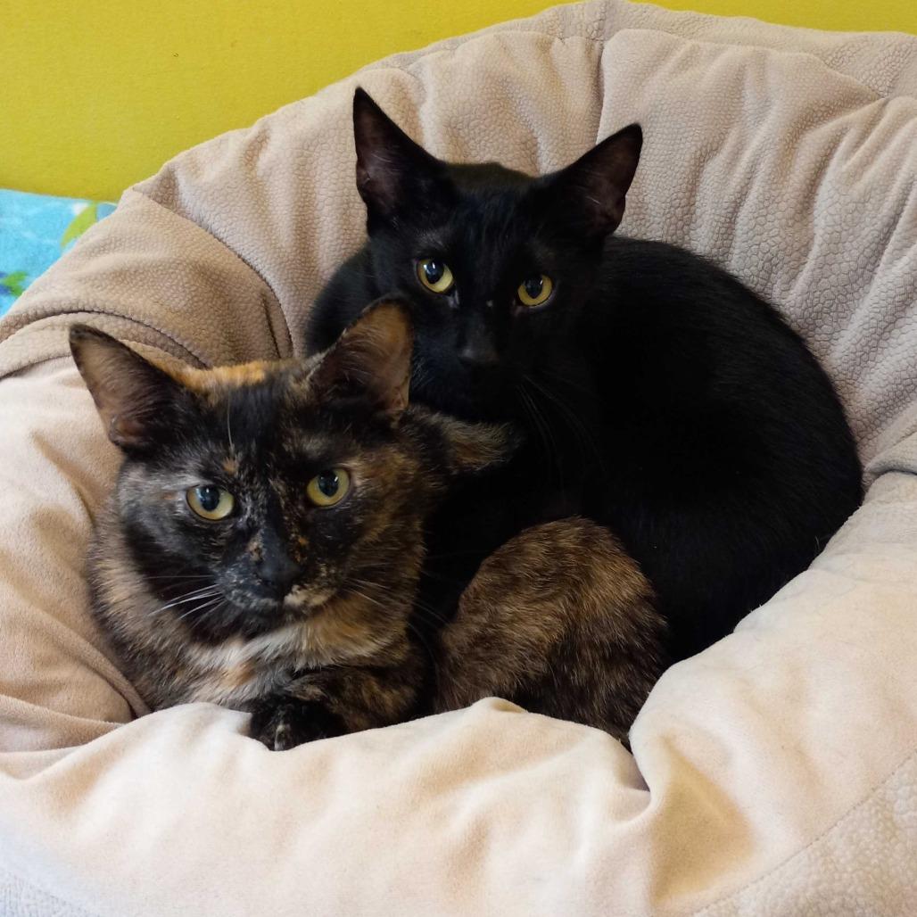 Scoot New Mexico, a Adoptable Domestic Short Hair in Denver, CO image 5/6