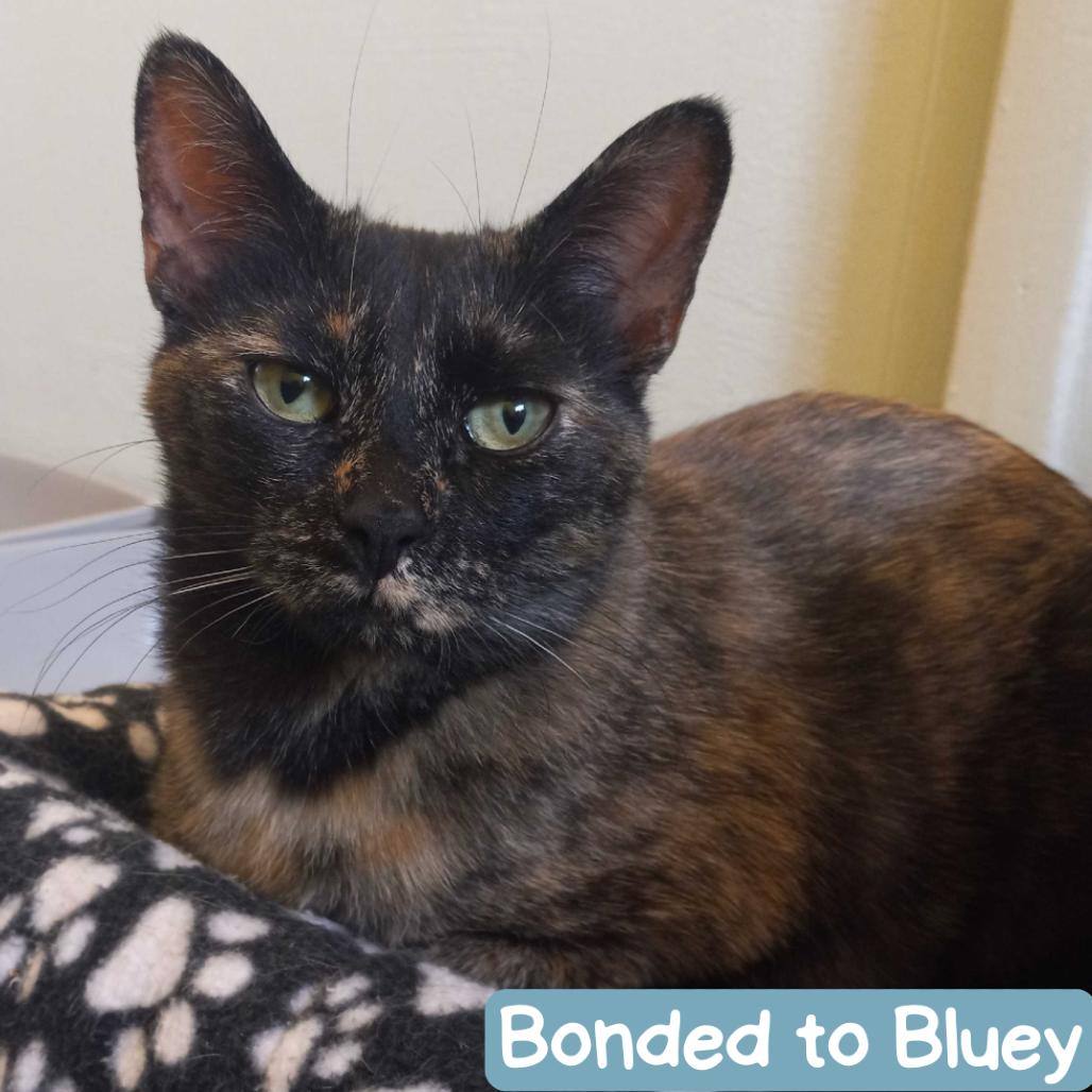 Scoot New Mexico, a Adoptable Domestic Short Hair in Denver, CO image 6/6