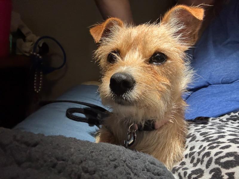 Petunia, Adopted, Young Female Yorkshire Terrier.
