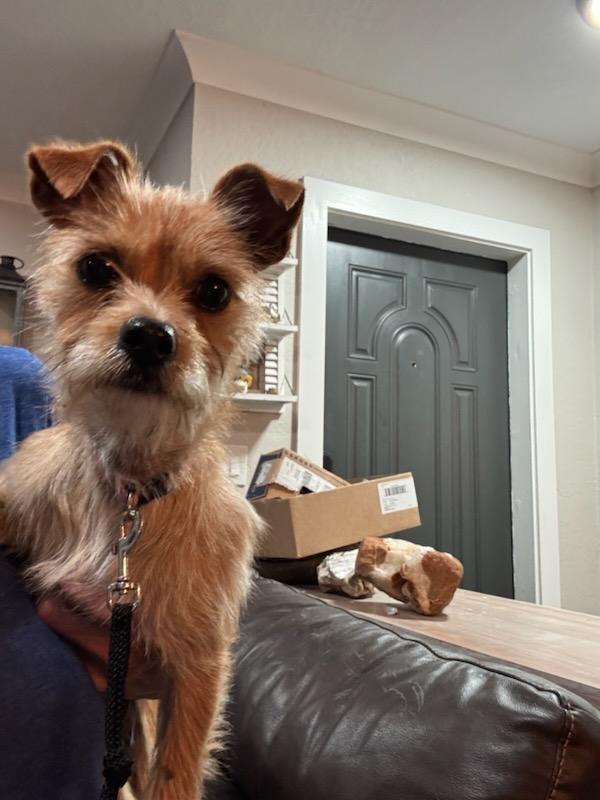 Enlarge Petunia, a Adopted mixed breed in Margate, FL image 2/3