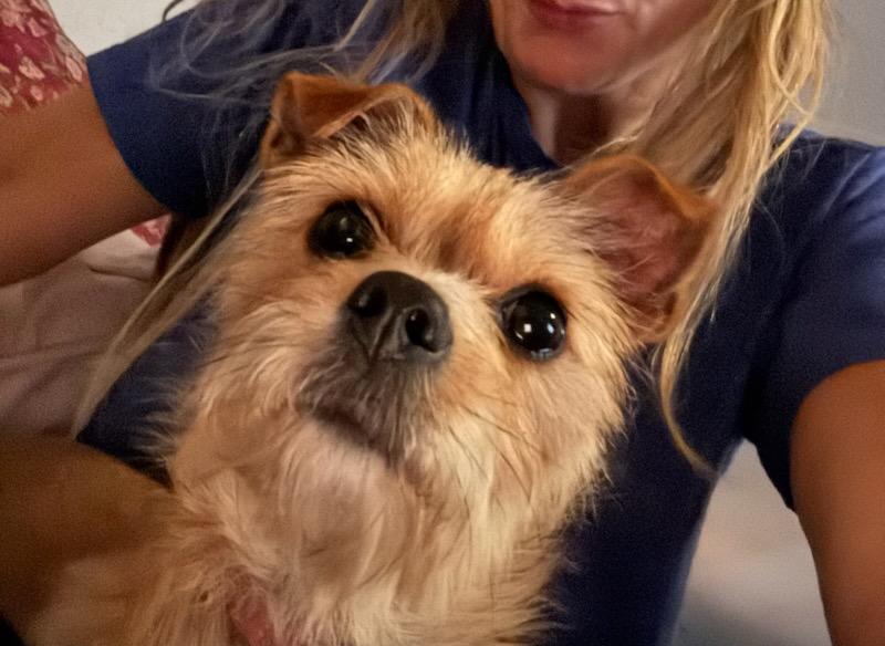 Enlarge Petunia, a Adopted mixed breed in Margate, FL image 3/3