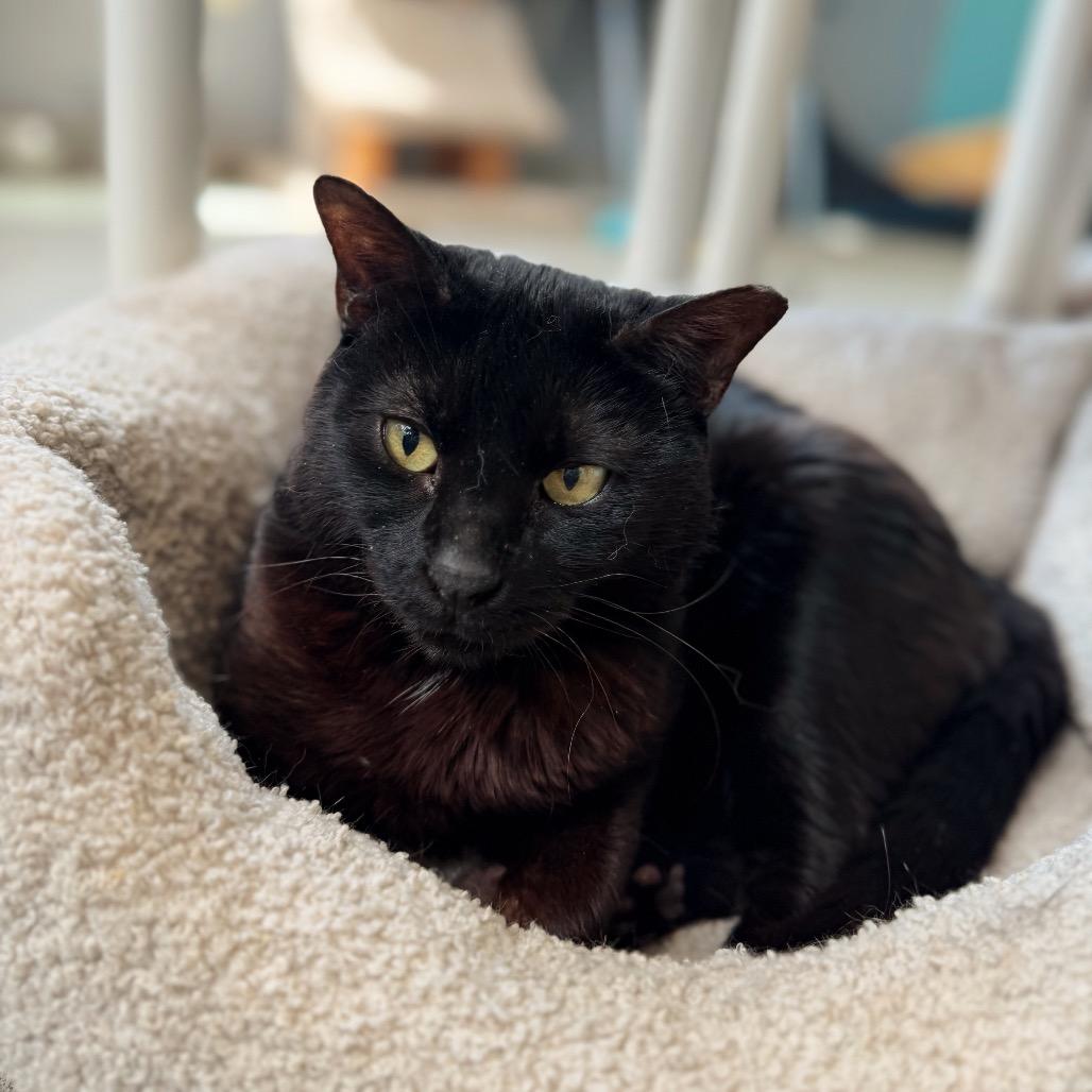 Enlarge Hera, a Adoptable Domestic Short Hair in Hamburg, NY image 1/1
