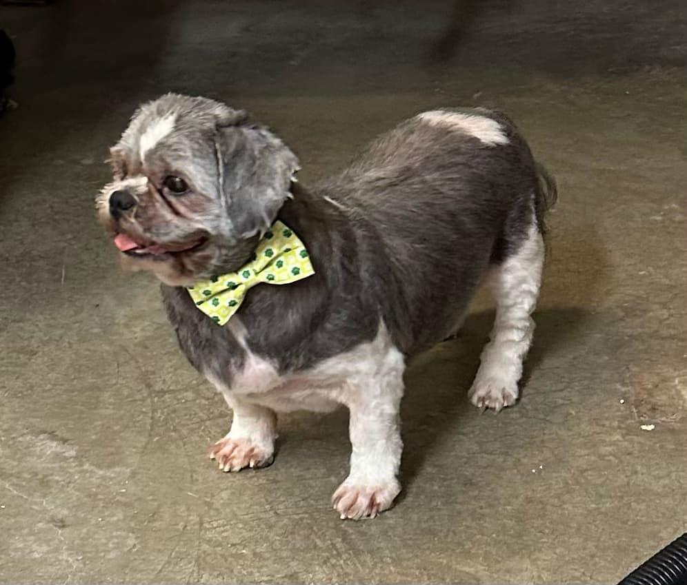 Enlarge Prince, a Adoptable Shih Tzu in Lewistown, PA image 1/3