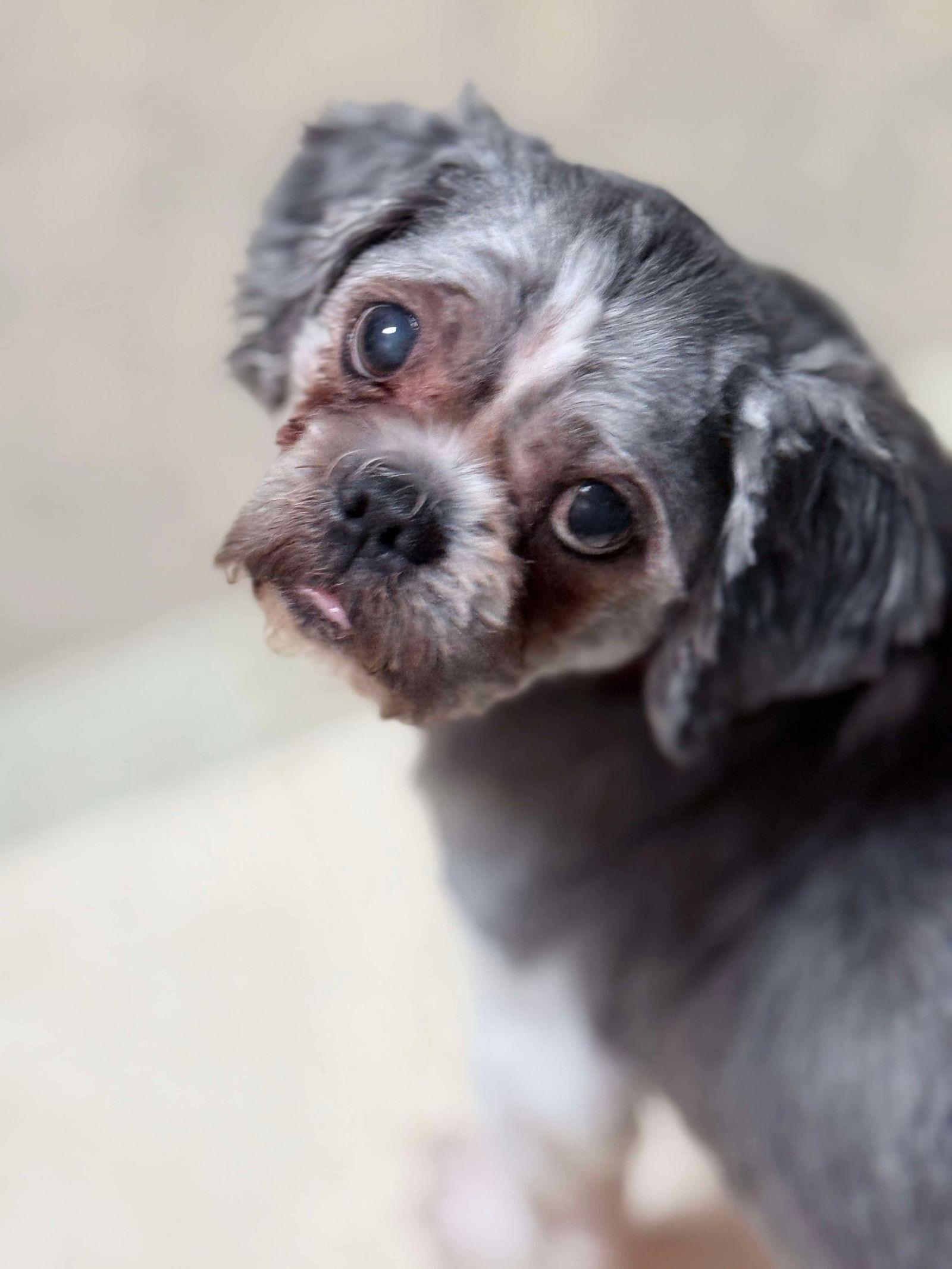 Enlarge Prince, a Adoptable Shih Tzu in Lewistown, PA image 2/3