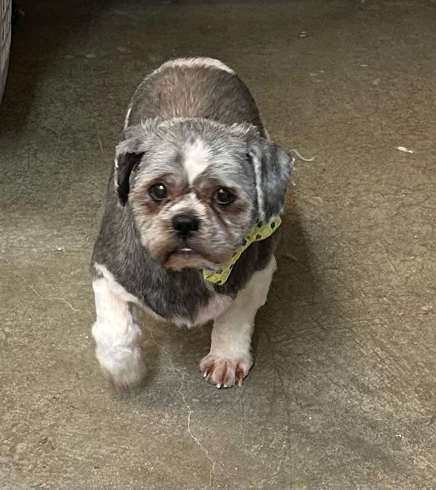 Enlarge Prince, a Adoptable Shih Tzu in Lewistown, PA image 3/3
