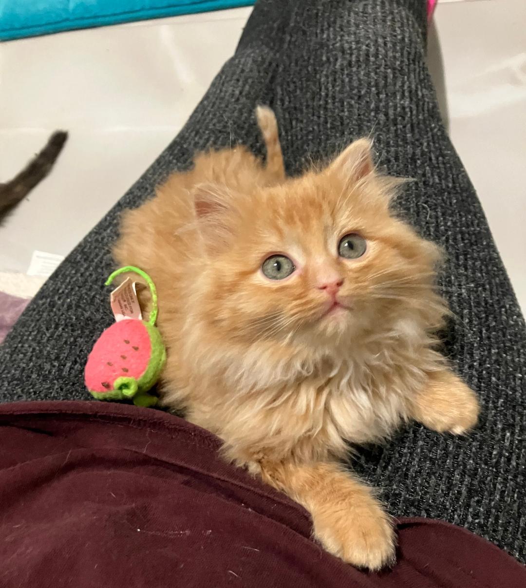 DandyLion, adopted, Kitten Male Tabby.
