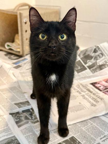 Hazel, Adoptable, Young Female Domestic Short Hair & Domestic Short Hair.
