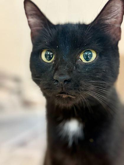 Enlarge Hazel, a Adoptable mixed breed in Daytona Beach, FL image 2/2