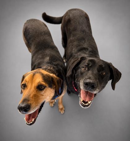 Delilah (Bonded w/ Sampson), Adoptable, Adult Female Labrador Retriever & Shepherd.