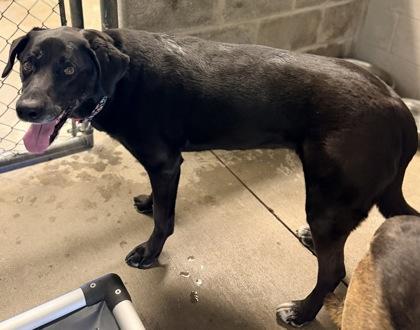 Delilah (Bonded w/ Sampson), a Adoptable mixed breed in Bowling Green, KY image 2/3