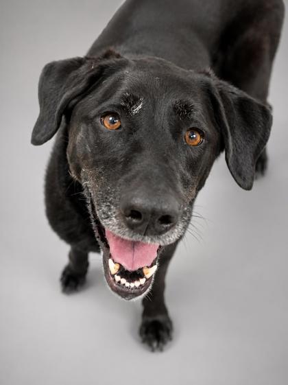 Delilah (Bonded w/ Sampson), a Adoptable mixed breed in Bowling Green, KY image 2/3